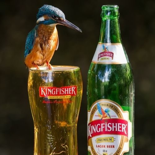 Kingfisher Bier 0,33 L
